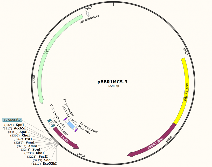 pBBR1MCS- 3载体图谱